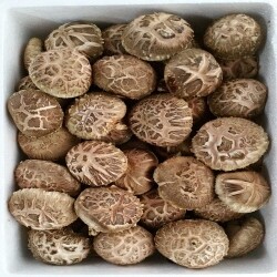 국내산 참나무 원목재배 생표고버섯 가정용 고급형 1kg